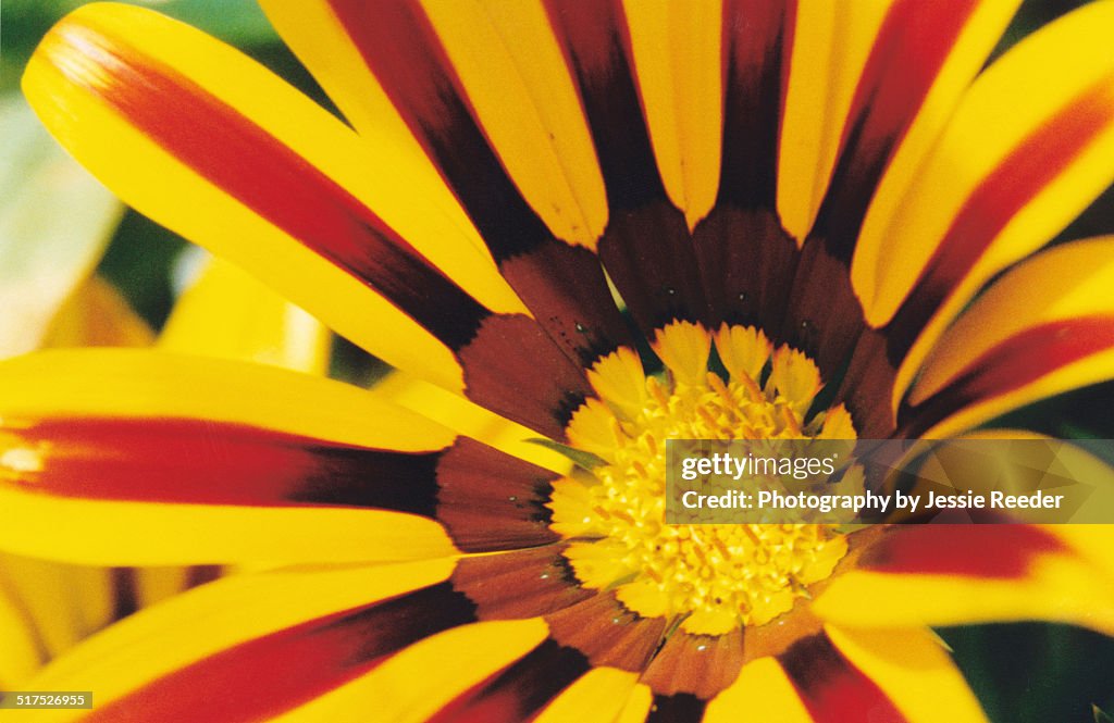 Close up of red and yellow striped gazania flower