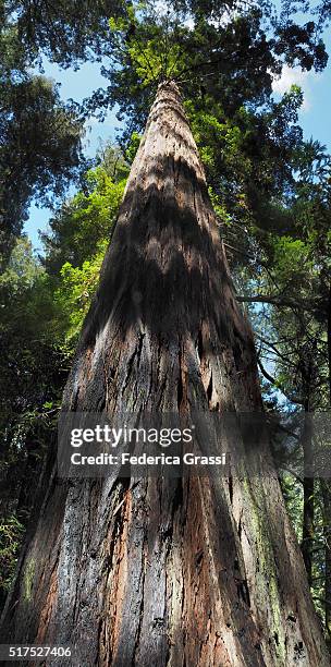 vertical panorama view of humboldt redwoods state park - humboldt redwoods state park 個照片及圖片檔