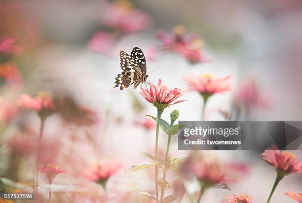 one butterfly stop on pink flower on soft blurred background. - butterfly effect stock-fotos und bilder