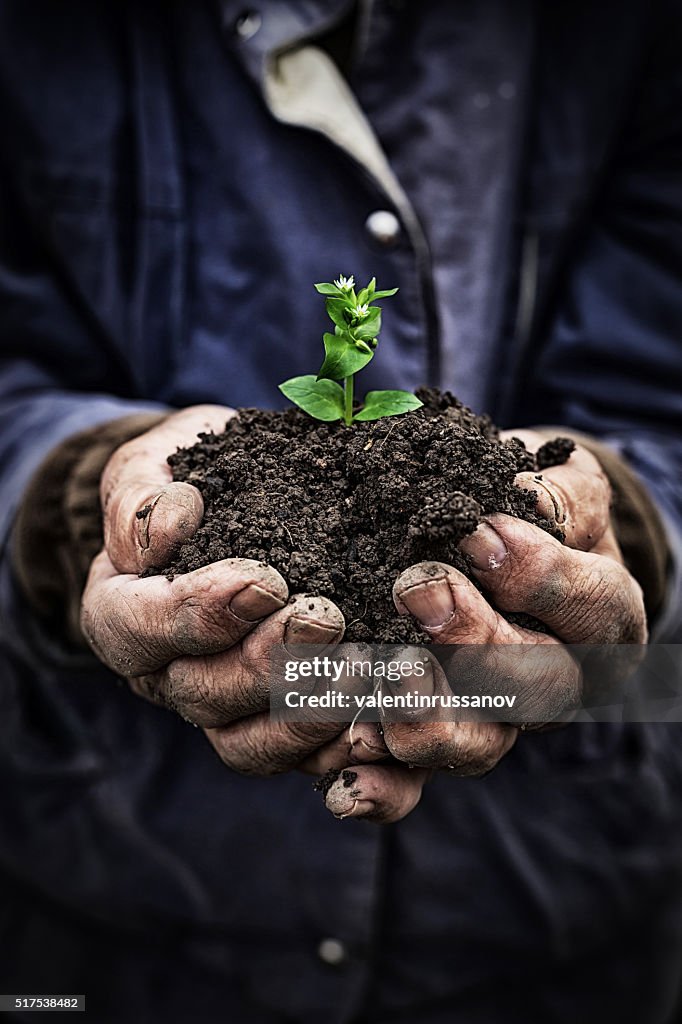 Old man holding new growth-hands close up