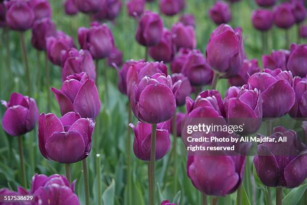 tulips - lily flowered tulip stockfoto's en -beelden