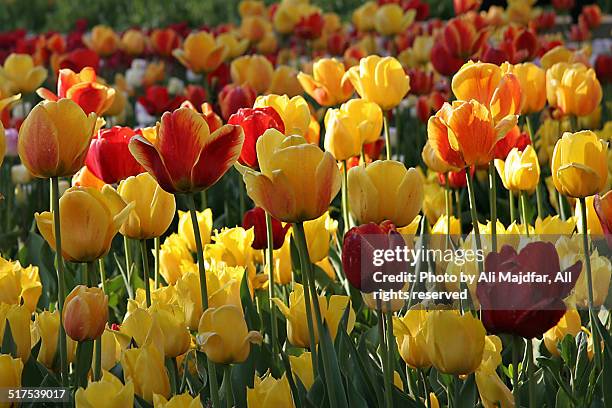 tulips - lily flowered tulip stockfoto's en -beelden