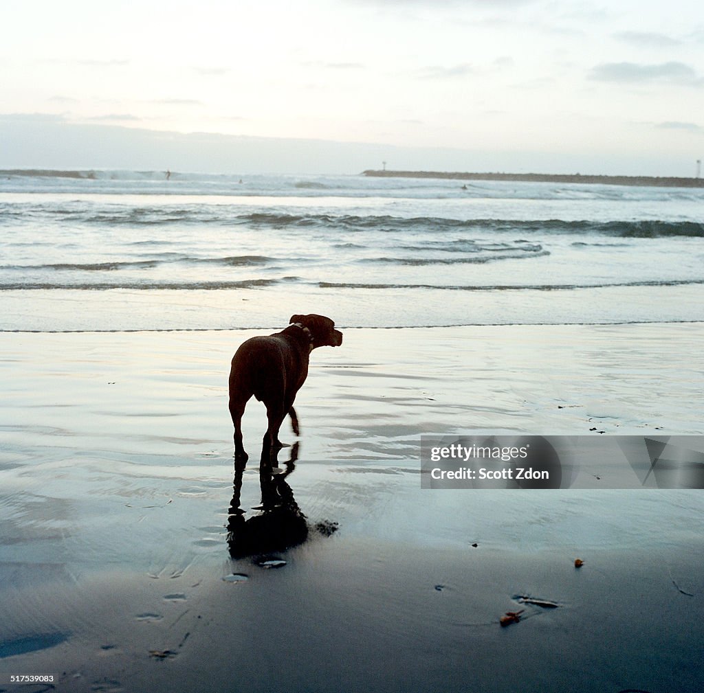 Dog walks on beach