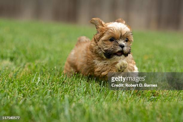 shorkie running in the yard - yorkshire terrier stock pictures, royalty-free photos & images