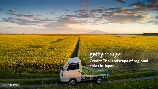 Rice fields Rice fields