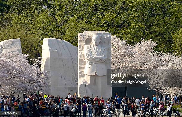 Cherry blossoms are in bloom near the Martin Luther King, Jr. Memorial on the tidal basin on March 25, 2016 in Washington, DC.