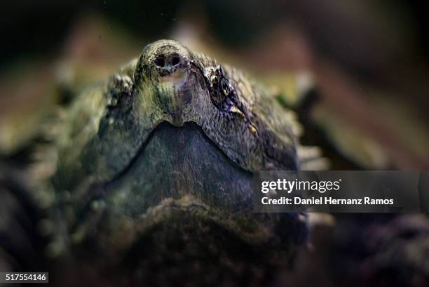 alligator snapping turtle - macrochelys temminckii stock-fotos und bilder