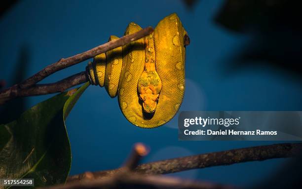 green tree python - green tree python stock pictures, royalty-free photos & images