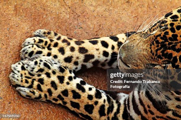 Leaopard Ribsaw Leopard Claws Photos and Premium High Res Pictures - Getty Images