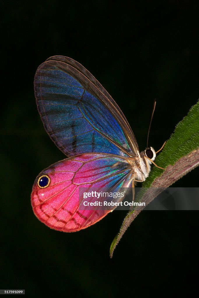 blushing phantom butterfly facts Blushing Phantom Butterfly