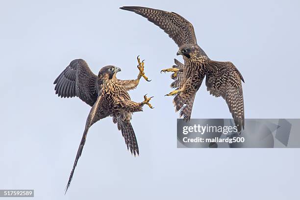 peregrine falcon - point reyes national seashore stock pictures, royalty-free photos & images