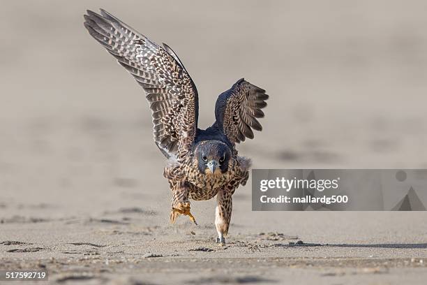 peregrine falcon - falcon state stock pictures, royalty-free photos & images