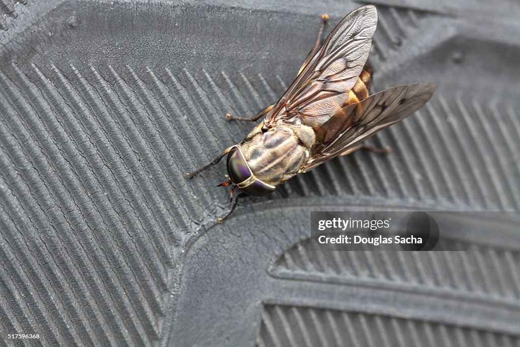 Horse fly (Tabanus lunatus)