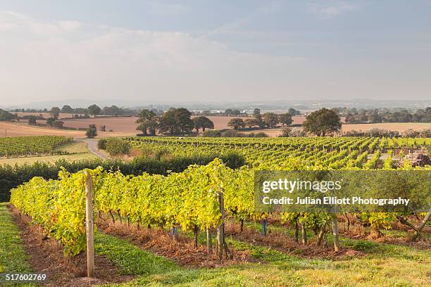 a vineyard at halfpenny green in shropshire - vineyard stock pictures, royalty-free photos & images