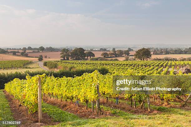 a vineyard at halfpenny green in shropshire - halfpenny green stock pictures, royalty-free photos & images