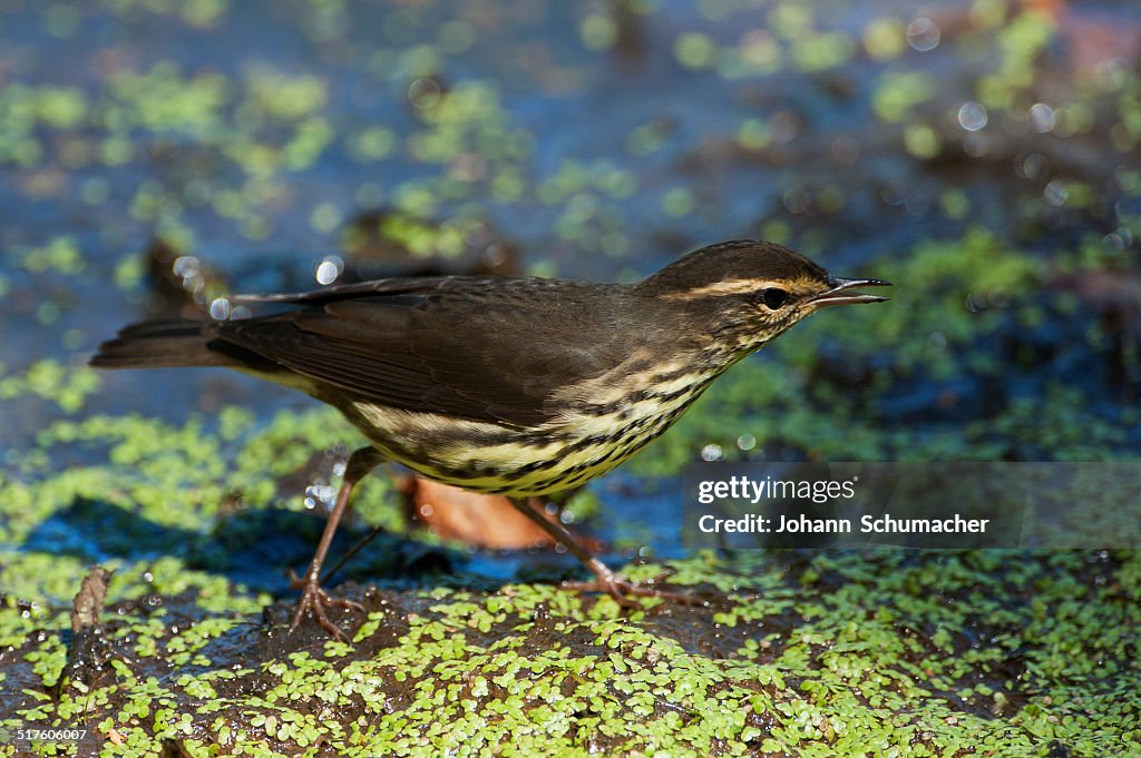 Northern waterthrush during spring migration