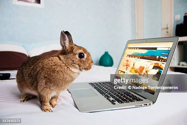 bunny and laptop - hare viltkött bildbanksfoton och bilder