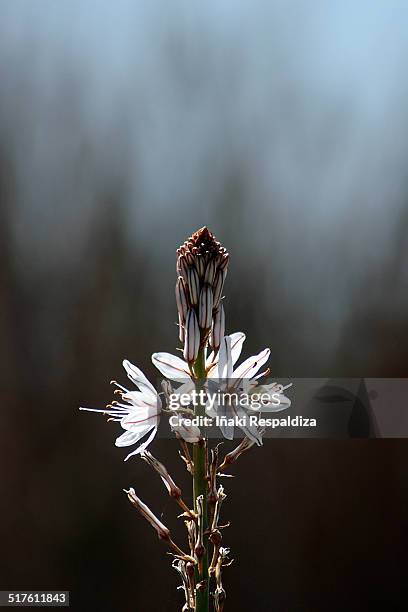 asphodelus - iñaki respaldiza imagens e fotografias de stock