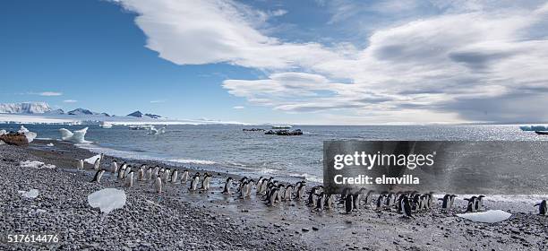 adelie pinguine zu fuß auf einem schwarzen steinig strand in der antarktis - bedrohte tierart stock-fotos und bilder