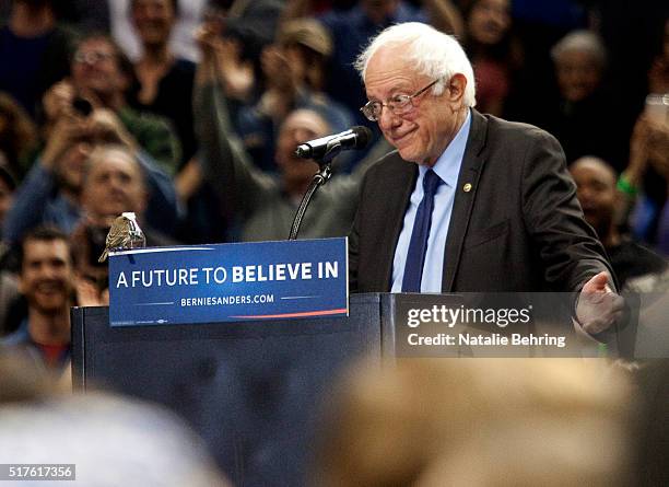 Bird lands on Democratic presidential candidate Bernie Sanders podium as he speaks on March 25, 2016 in Portland, Oregon. Sanders spoke to a crowd of...