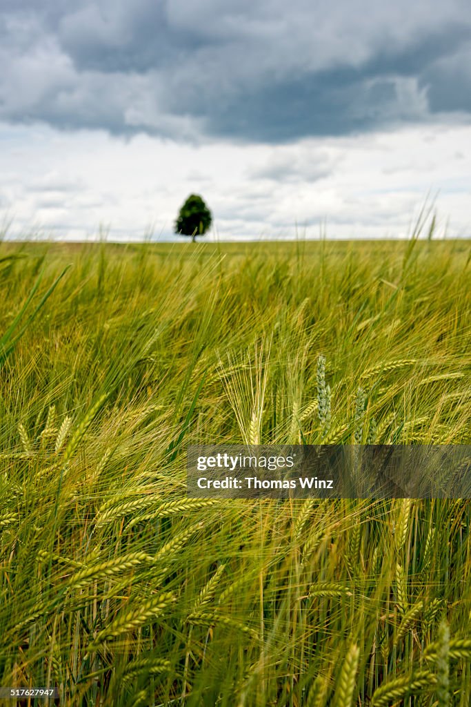 Barley field and single tree