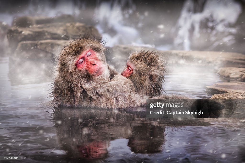 Snow Monkey