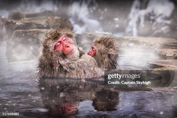 snow monkey - kusatsu stockfoto's en -beelden