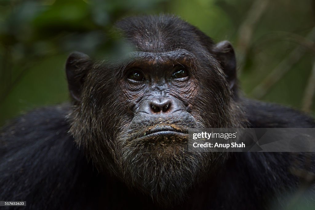 Eastern chimpanzee alpha male 'Ferdinand' portrait