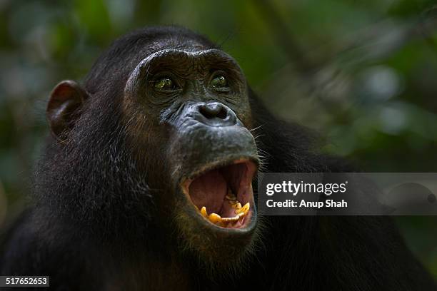 eastern chimpanzee adolescent female 'glitter' - chimpanzé imagens e fotografias de stock