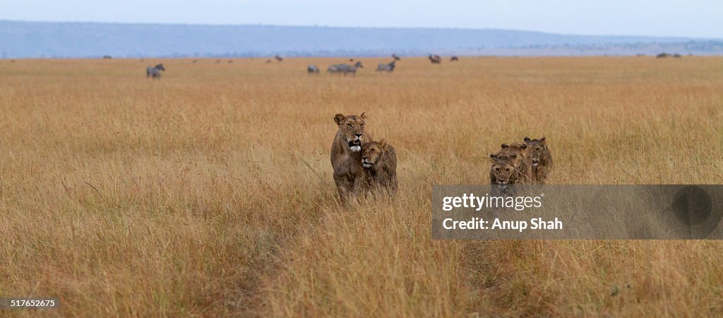 Lioness walking with cubs aged 1 year