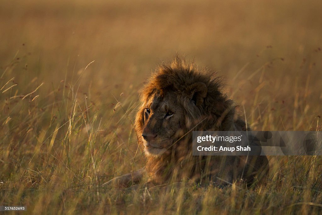 Lion male resting in tall grass