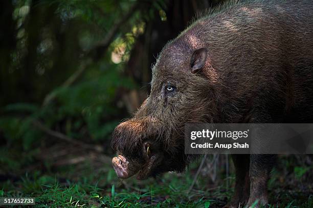 bearded pig foraging on the forest floor - bearded pig stock-fotos und bilder