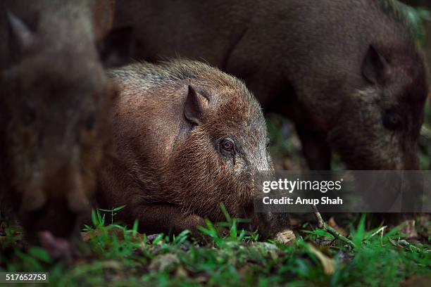 bearded pigs foraging on the forest floor - sarawak borneo stock pictures, royalty-free photos & images