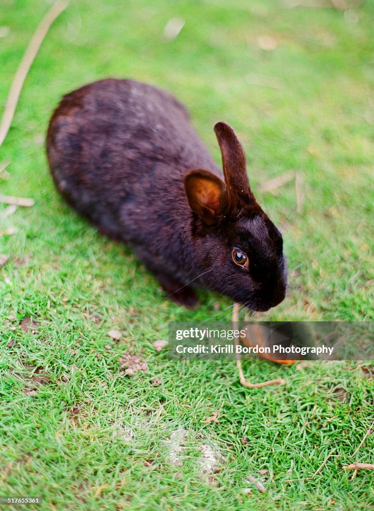 Rabbit and carrot