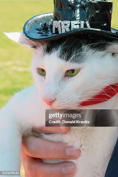 Eli, adult cat from Marmora, NJ takes part in the Woof N" Paws Fashion Show at Carey Stadium on March 26, 2016 in Ocean City, New Jersey.