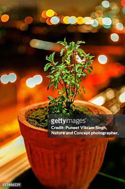tulsi plant - tulsi stock pictures, royalty-free photos & images