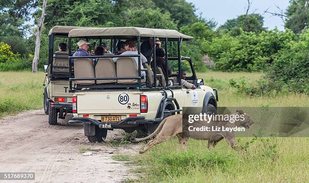 löwin zu fuß hinter safari fahrzeuge; chobe_np, botswana, afrika - chobe nationalpark stock-fotos und bilder