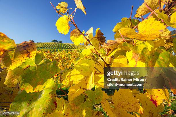 vineyards close to gumpoldskirchen in autumn. - gumpoldskirchen stock pictures, royalty-free photos & images