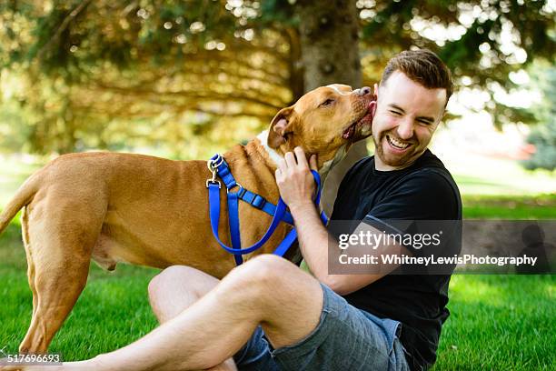 pitbull kiss - dogs playing stock-fotos und bilder