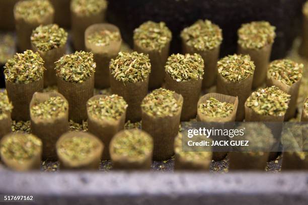 Marijuana plants ready for smoking are seen at the BOL Pharma greenhouse in the country's second-largest medical cannabis plantation, near Kfar Pines...
