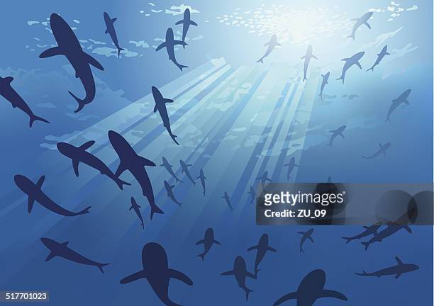 sharks - an endangered species of the world's oceans - school of fish stock illustrations