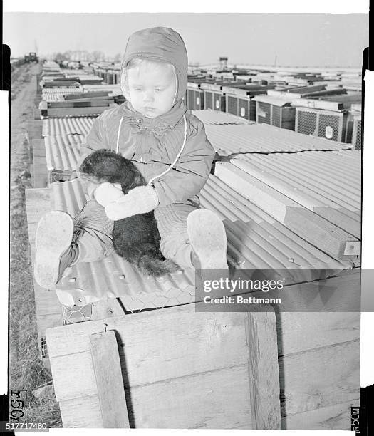 Little Ronald Anderson fondles a mink at the Northwood Fur Farm of Otto Grosse, Cary, Illinois.