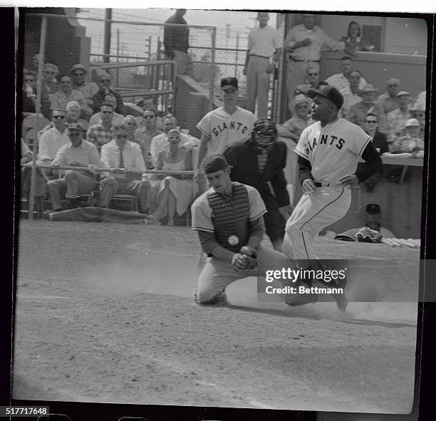 Willie Mays of San Francisco Giants, who tripled in the third inning of March 30th exhibition game here against the Chicago Cubs, tried and did...