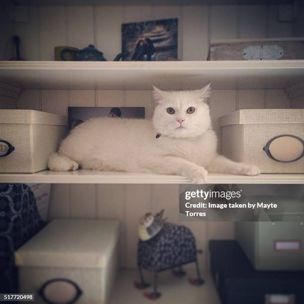 cat on shelve - camouflaged cat ストックフォトと画像