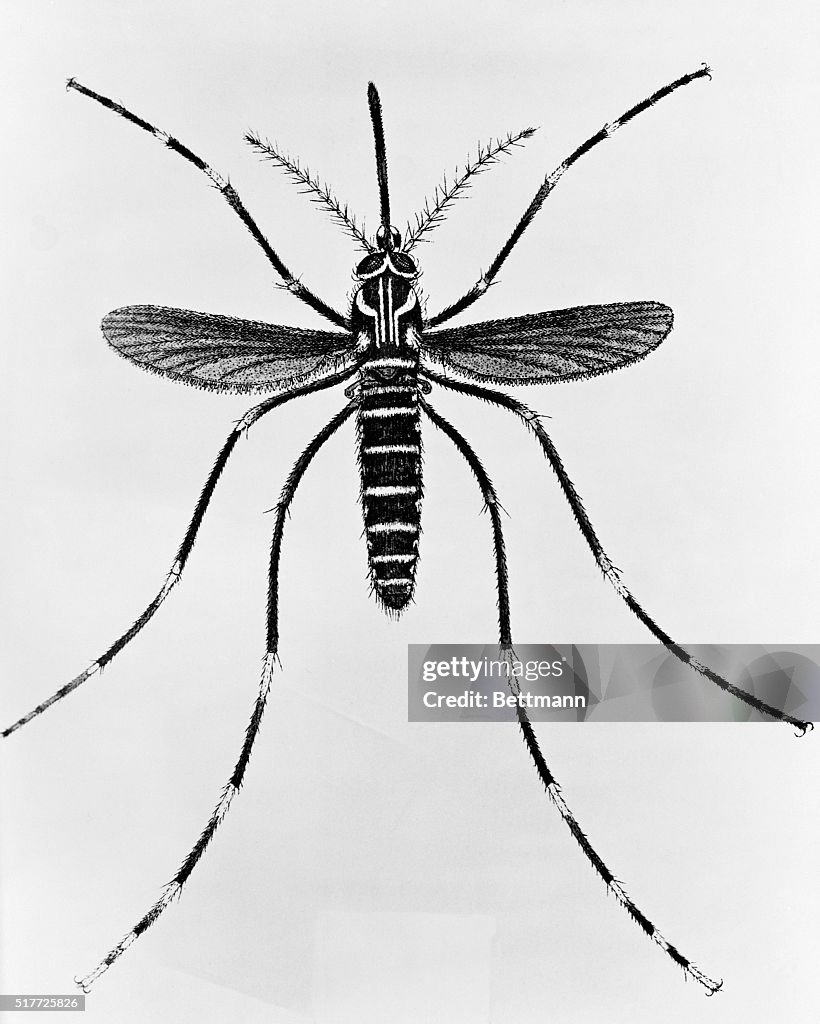 Engraving of a Mosquito