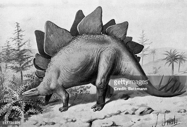 Stegosaurus Ungulatus. From Starta of Jurassic Age North America. Undated wash drawing. BPA2# 2554