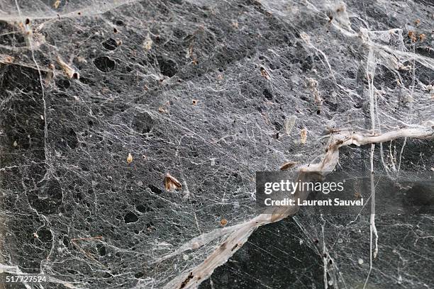 an old spider web - laurent sauvel stock pictures, royalty-free photos & images