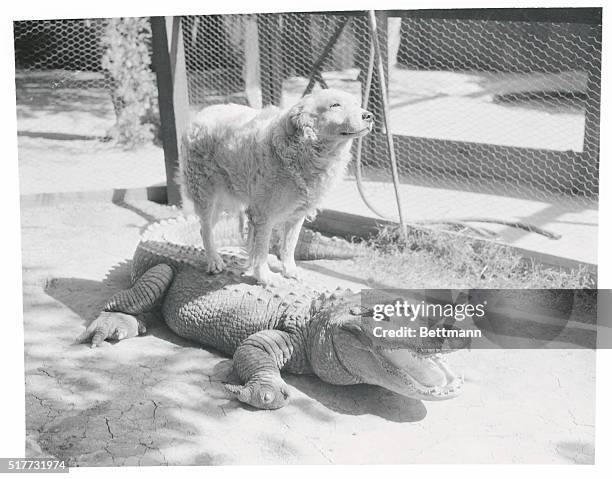 Crocodile Tears??..Not Here! Los Angeles, Calif.: Ponchatrain Billy 125 year-old patriarch of the Los Angeles Alligator Farm, appears to be...