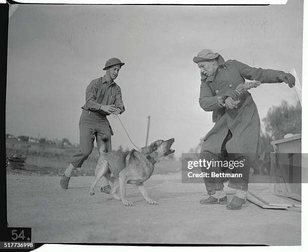 Sergeant Pearce holds Kaiser firmly in check with a leash while teaching him to attack anyone who tries to harm the sentry. This is no picnic for the...