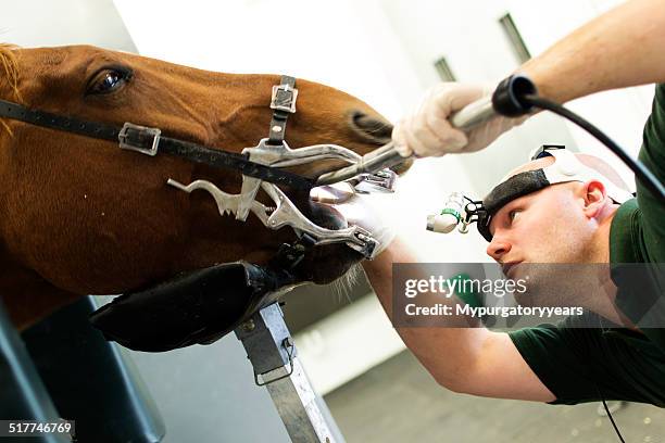 veterinario realiza horse dentistry - caballo familia del caballo fotografías e imágenes de stock